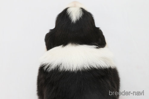 成約済の神奈川県のボーダーコリー-310795の2枚目